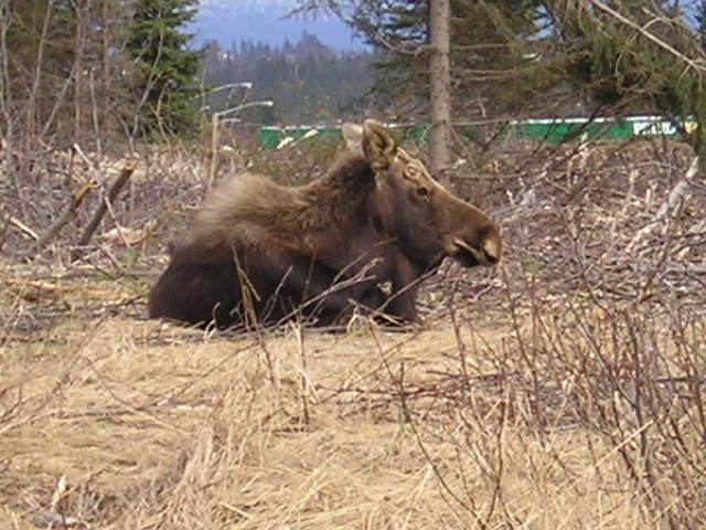 Moose
Moose: Homer, Alaska

coyotehunter_1
