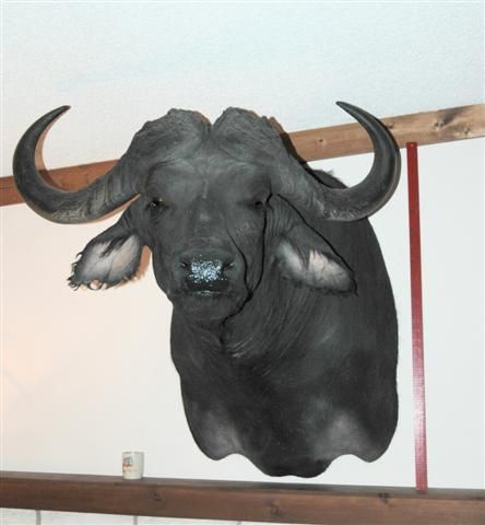 Cape Buffalo
Cape Buffalo w/ 36