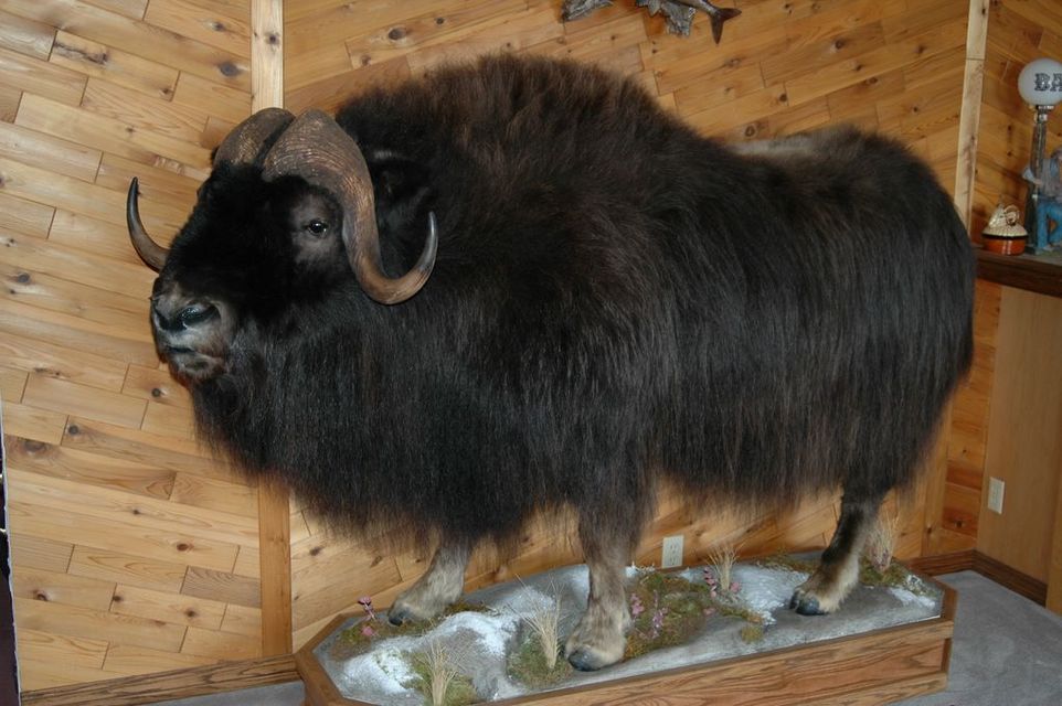 Click to view full size image
 ============== 
Musk Ox mounted 

