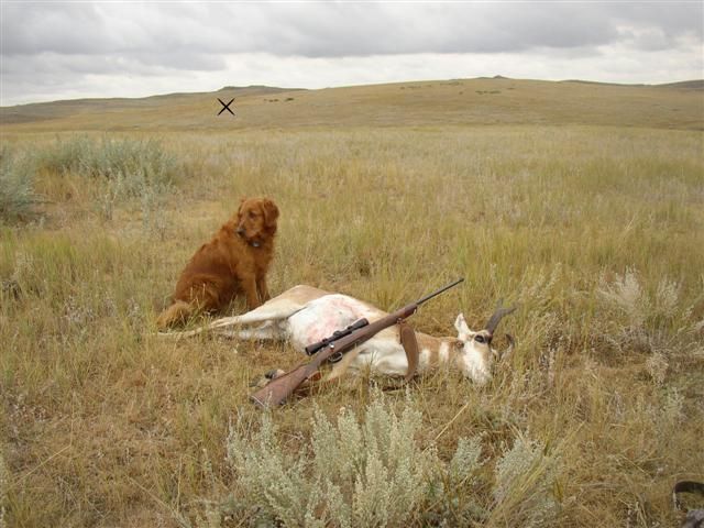 Zoe w/ 2011 Antelope
SE Montana
.257 Ackley, 115 gr Nosler BT 
200 yd shot from 