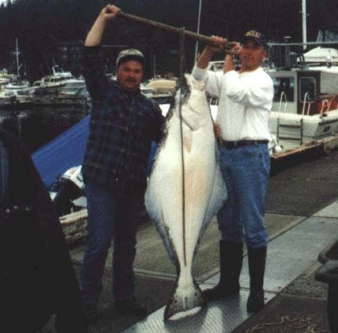 My biggest halibut, 103lbs
My biggest halibut, 103lbs. Juneau Alaska 1999.
