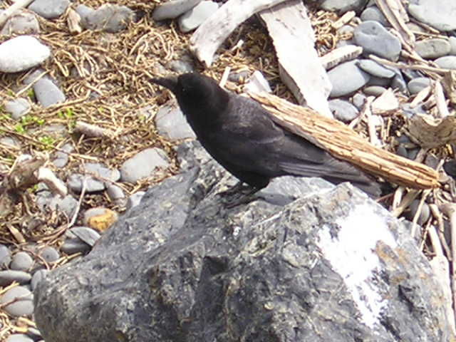 Crow
