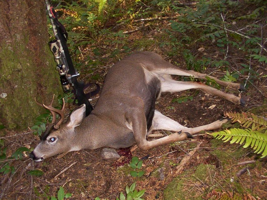 Click to view full size image
 ============== 
2 pt Blacktail 2003
He was chasing a doe in the Olympic National Forest. Not big but plenty of work to drag out of the deep woods.
Keywords: blacktail