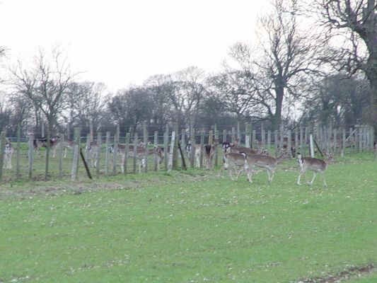 What the local farmer doesn't see...
Here is a shot of Fallow deer walking through the farmers fence.  He blames walkers and vandals for the damage.  There is about 80 in the herd and the bucks are all youngsters.  Very odd that he won't allow anyone to shoot deer on his land 