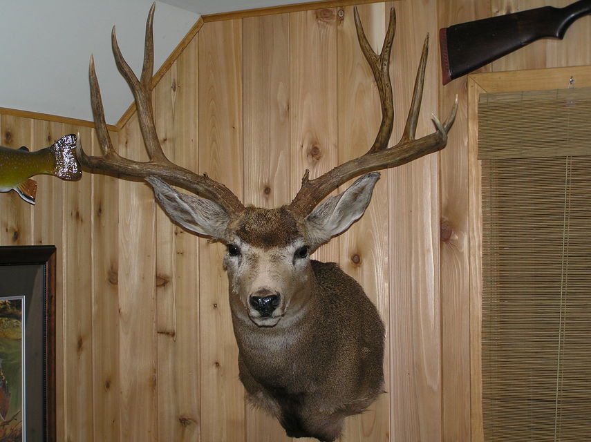 Click to view full size image
 ============== 
My best Muley!
30