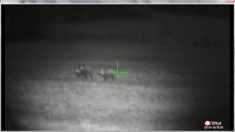 4 hogs at 150 yards low-res.jpg